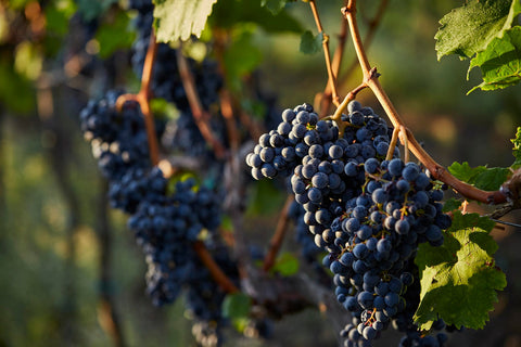 Remek évjárat lesz a 2024-es